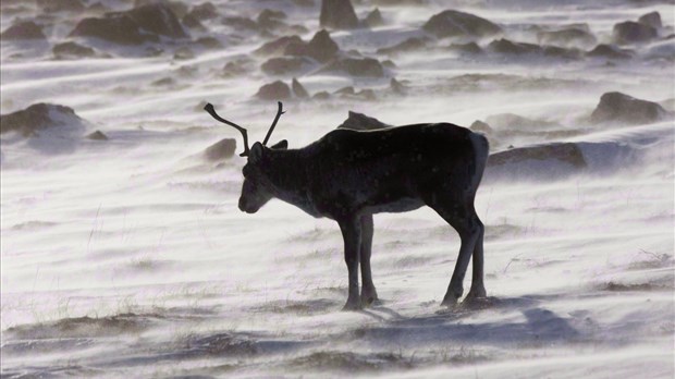 Caribou: Guilbeault fait miroiter beaucoup d'argent et invite Québec à négocier