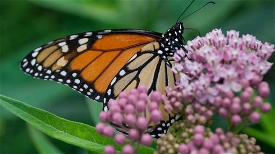 Aider à la protection du papillon monarque par une sortie en plein air